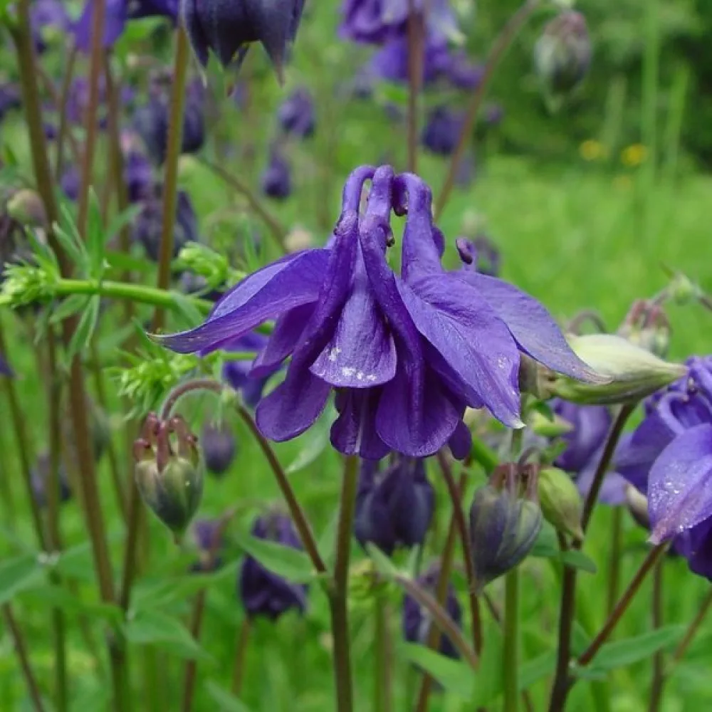 Akleja Aquilegia vulgaris – blå