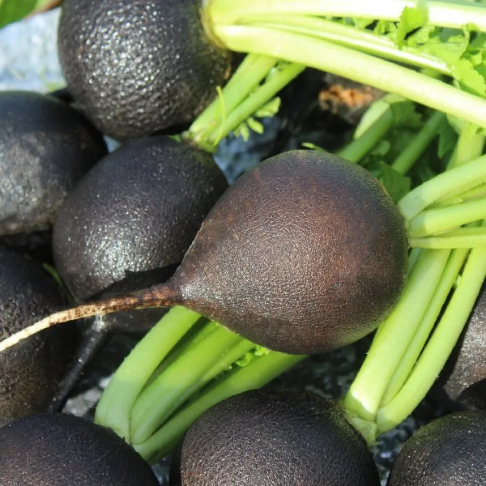 Vinterrättika 'Murzynka'