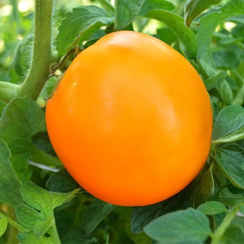 Tomat 'Orange Queen'