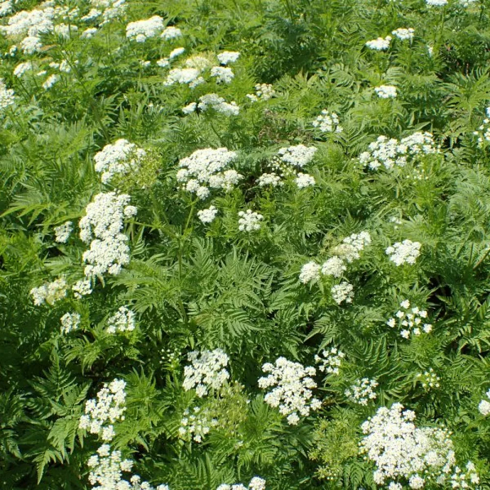 Guldkörvel Chaerophyllum aureum