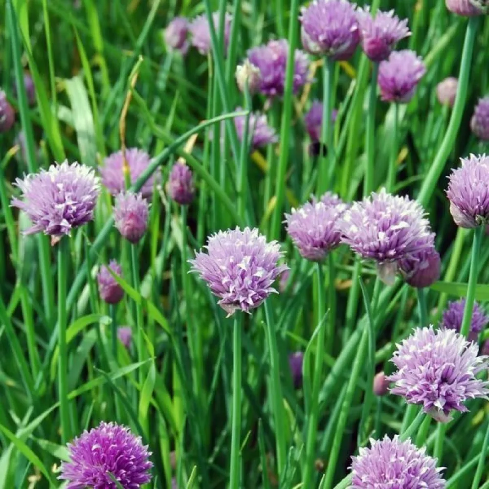 Gräslök, bredbladig – ätliga blommor
