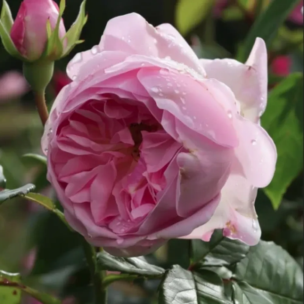 Ros 'Gentle Giant' – barrotad