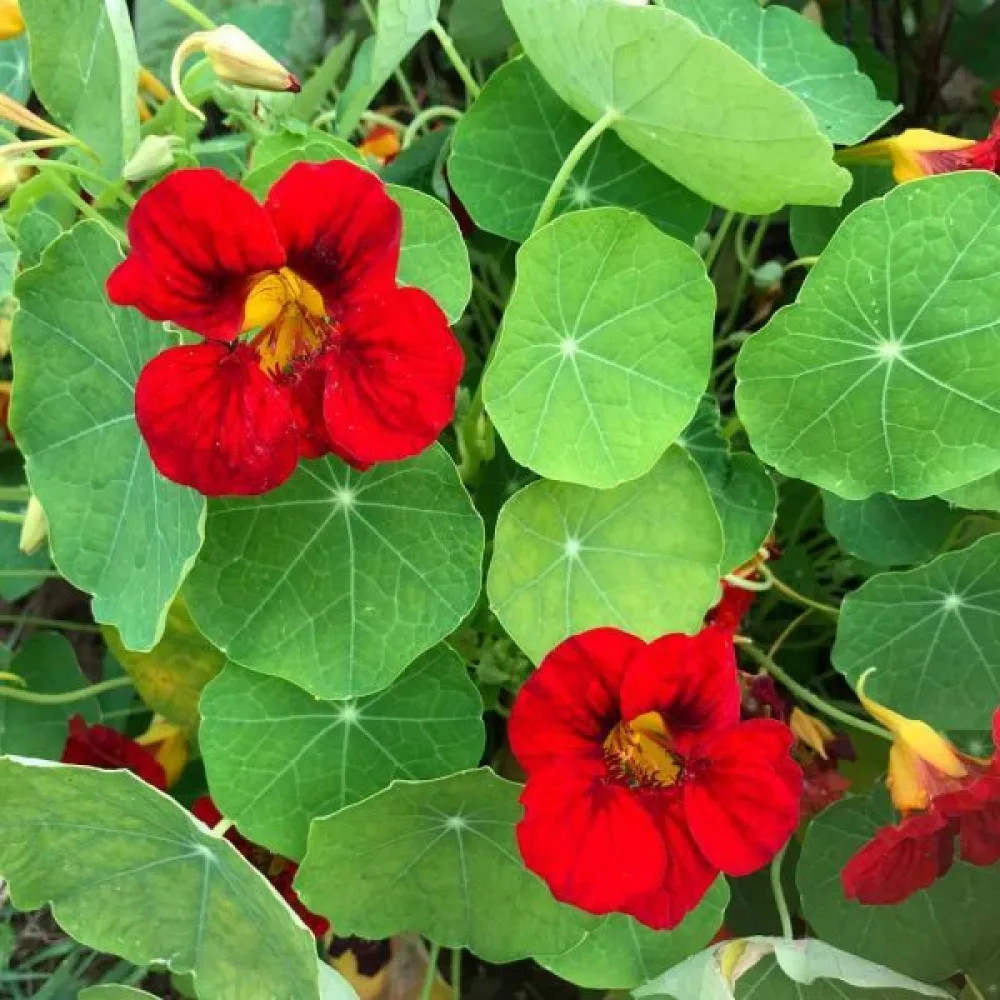 Krasse 'Tip-Top Scarlet'