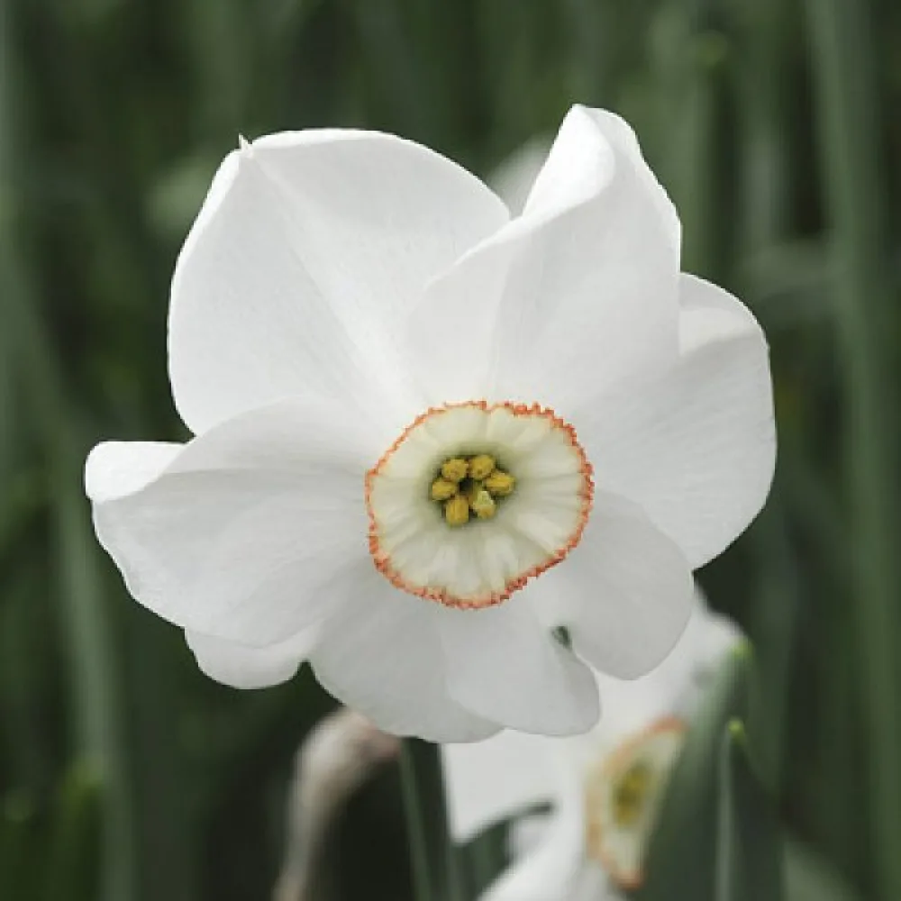 Narciss 'Dreamlight'