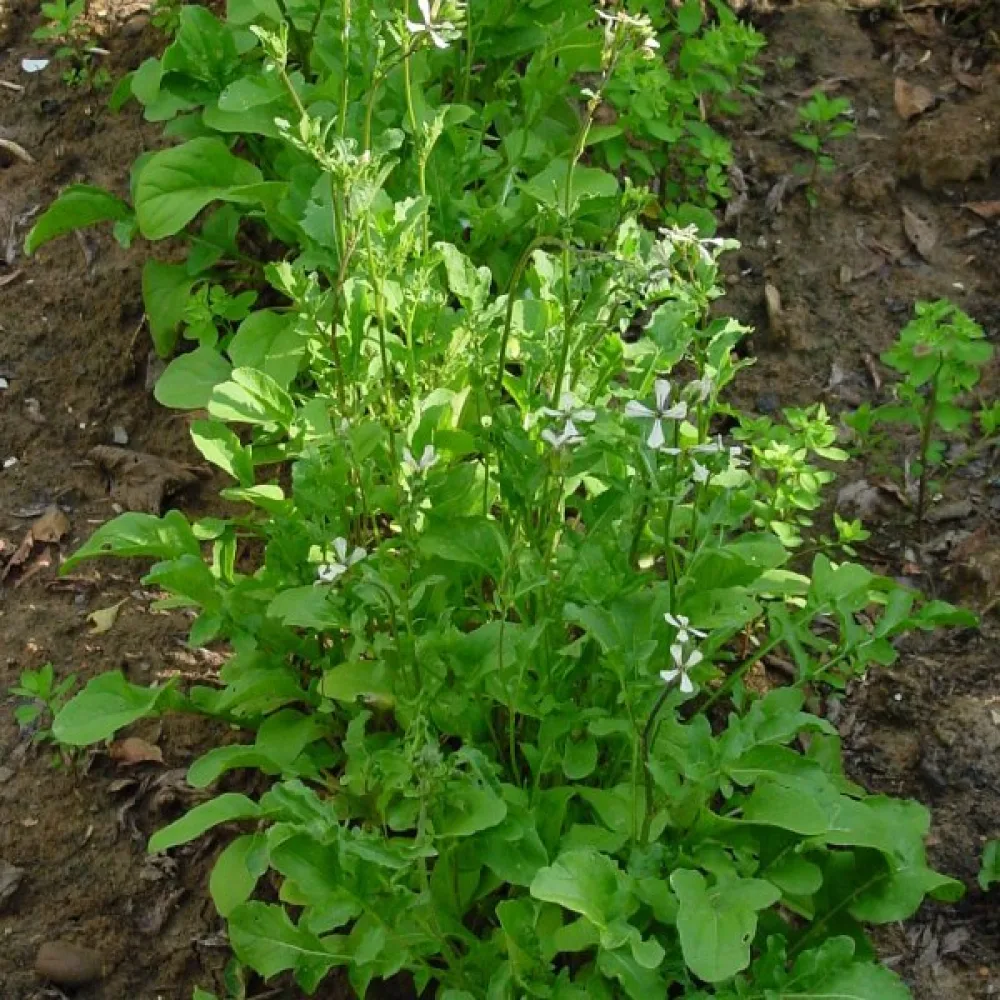 Ruccola