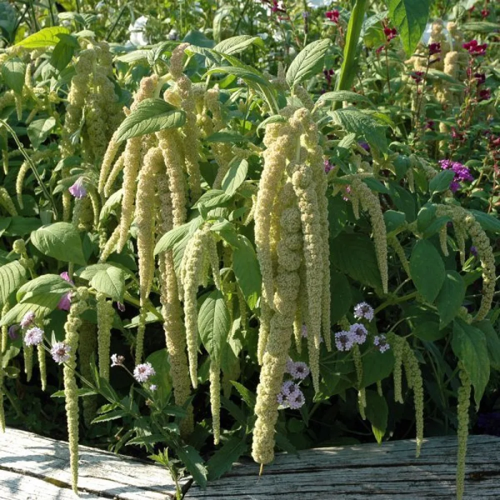 Rävsvansamarant 'Viridis'