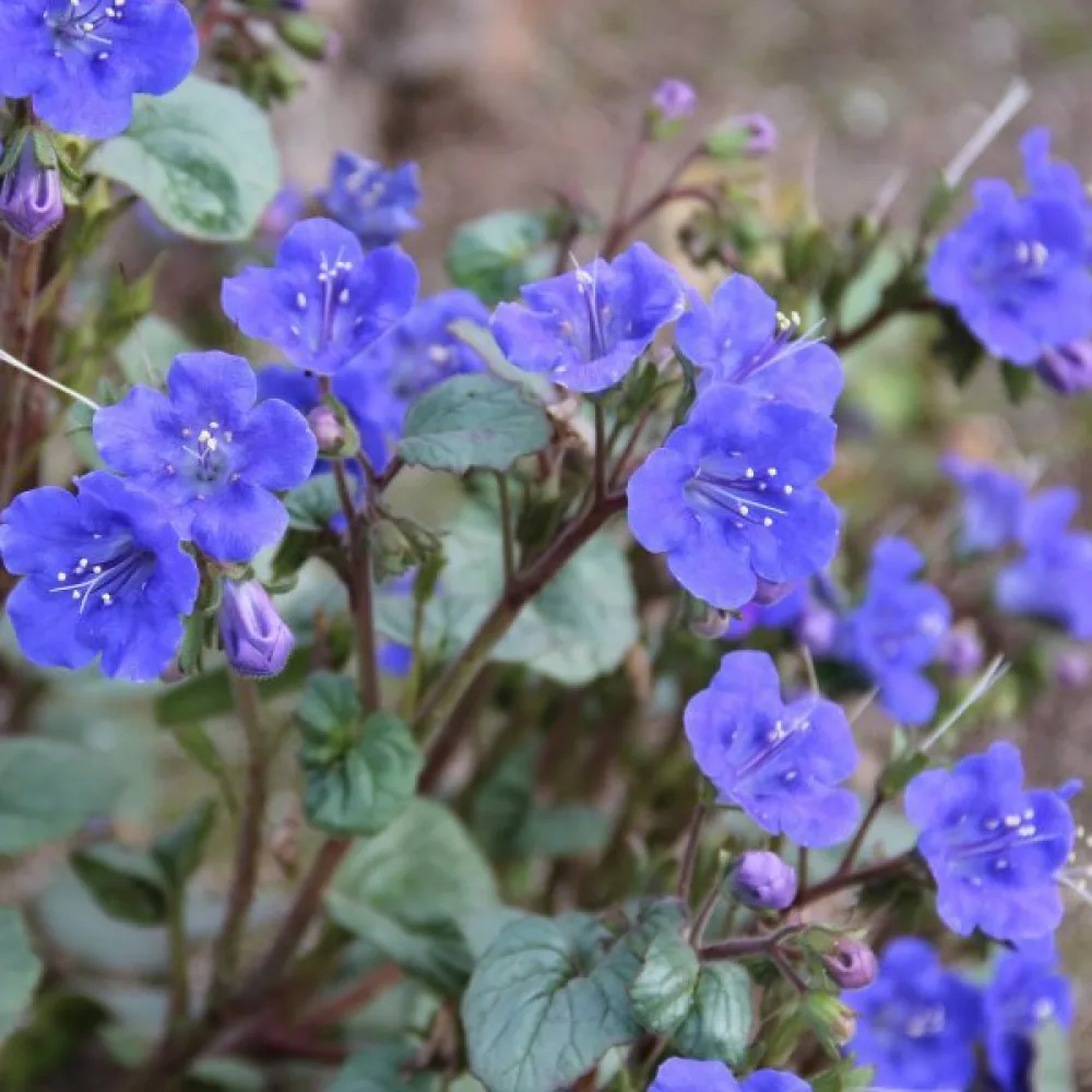 Honungsört Phacelia campanularia – blå
