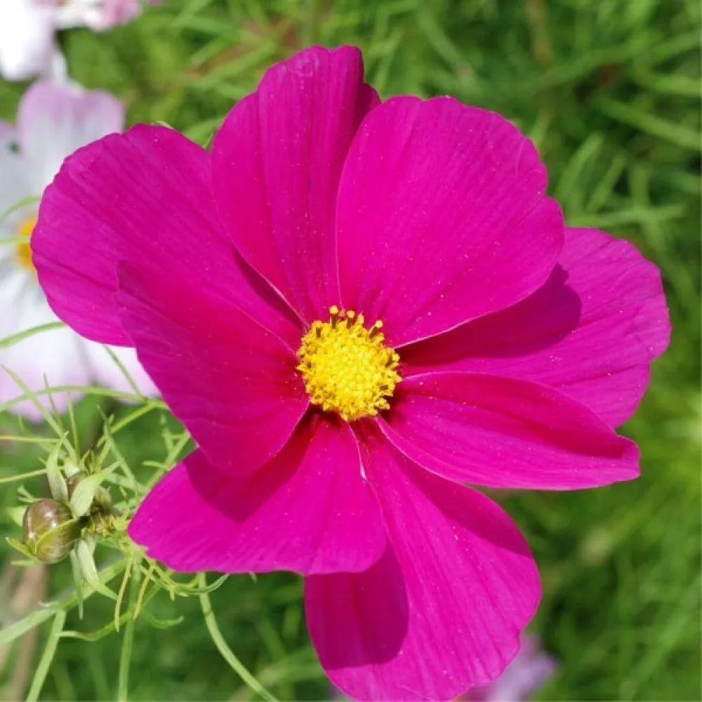 Rosenskära 'Dwarf' rosa