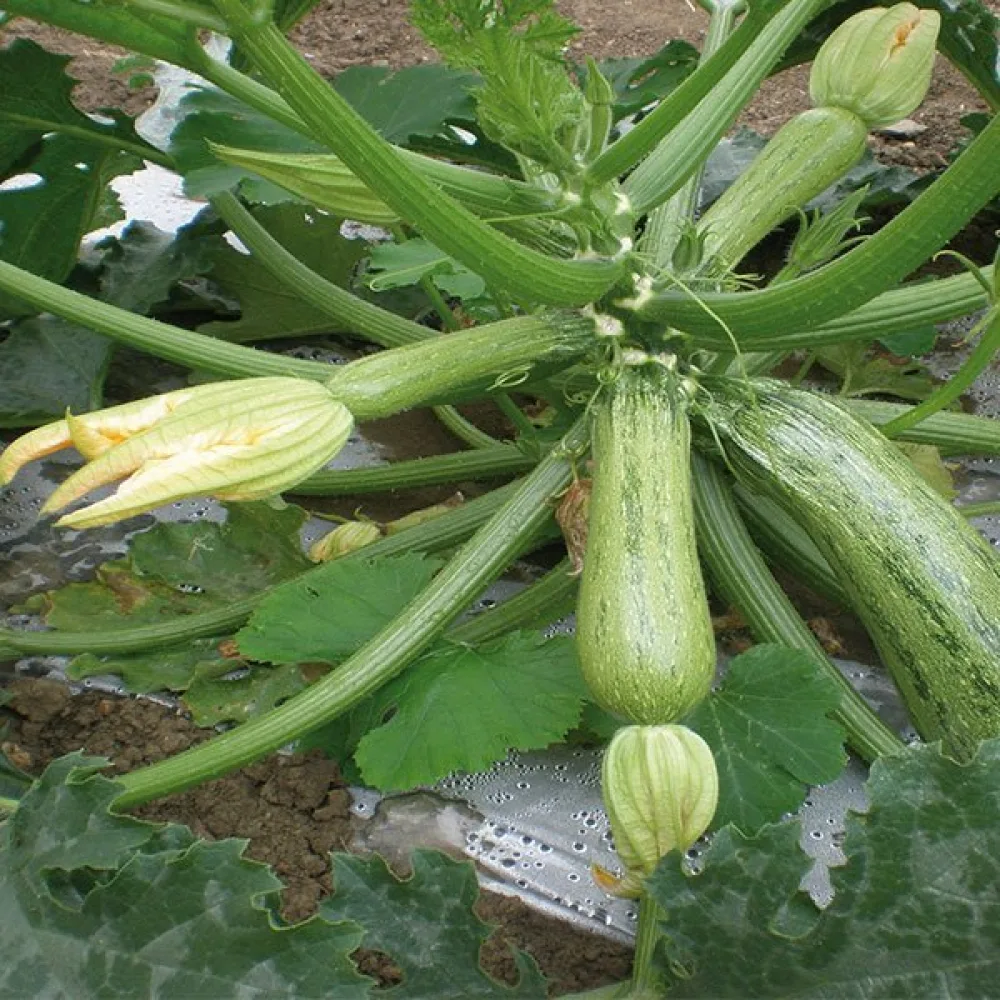 Zucchini 'Verde Chiaro d'Italia'
