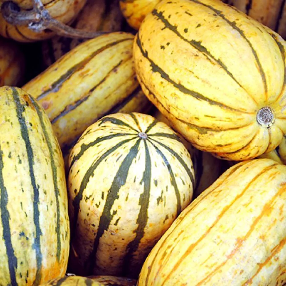 Pumpa 'Delicata' gräddvit