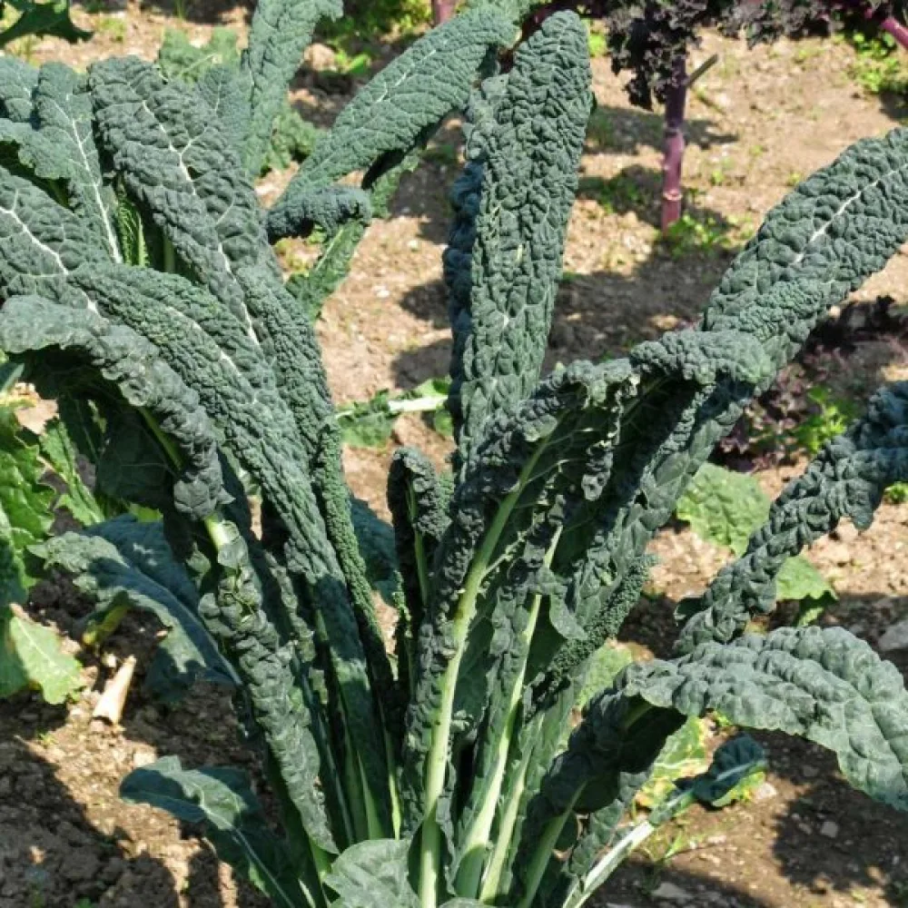 Grönkål 'Nero di Toscana'