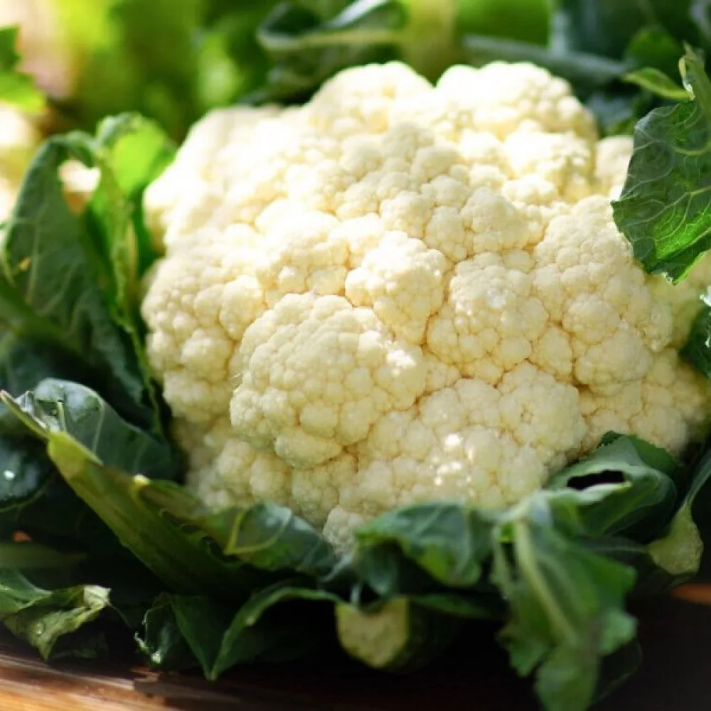 Blomkål 'Early Snowball X'