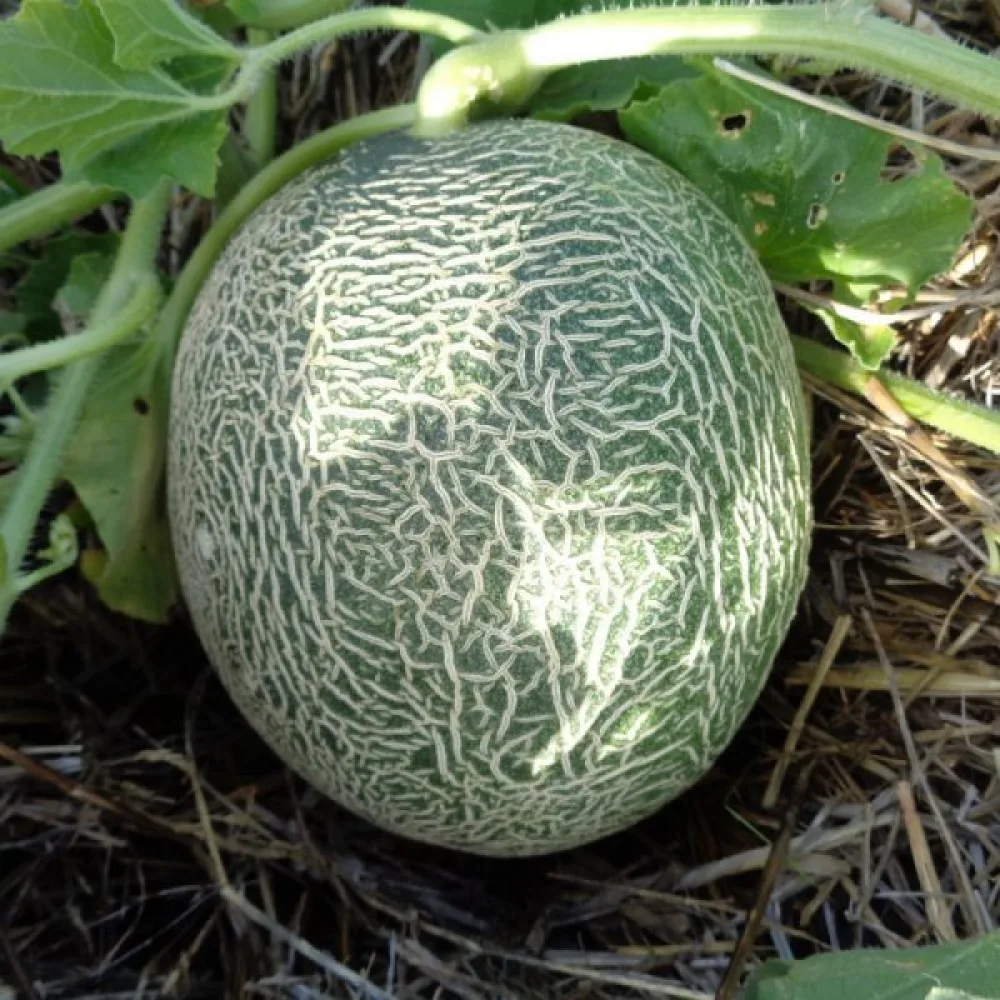 Melon 'Seledyn' F1