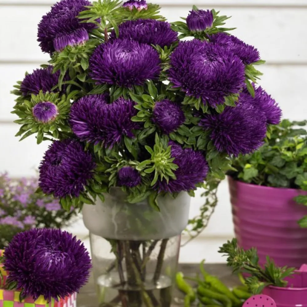 Sommaraster 'Igala' lavendel