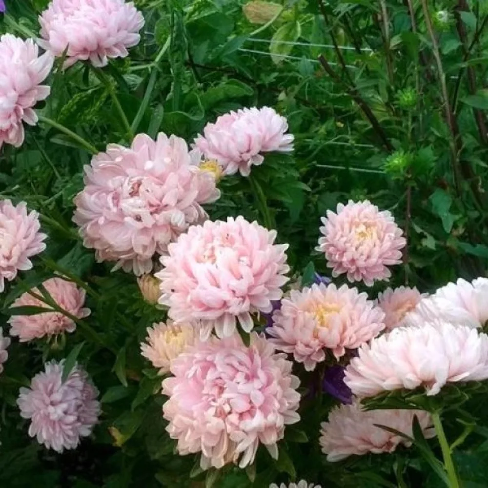 Sommaraster 'Krallen' klarrosa