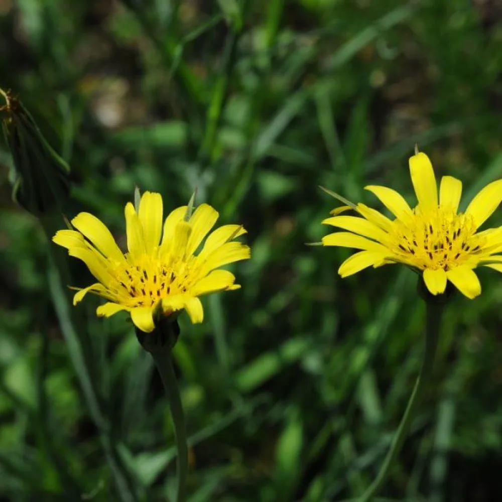 Ängshaverrot Tragopogon pratensis