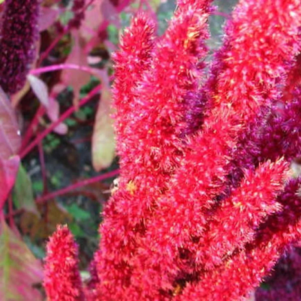 Amarant 'Tower Red'