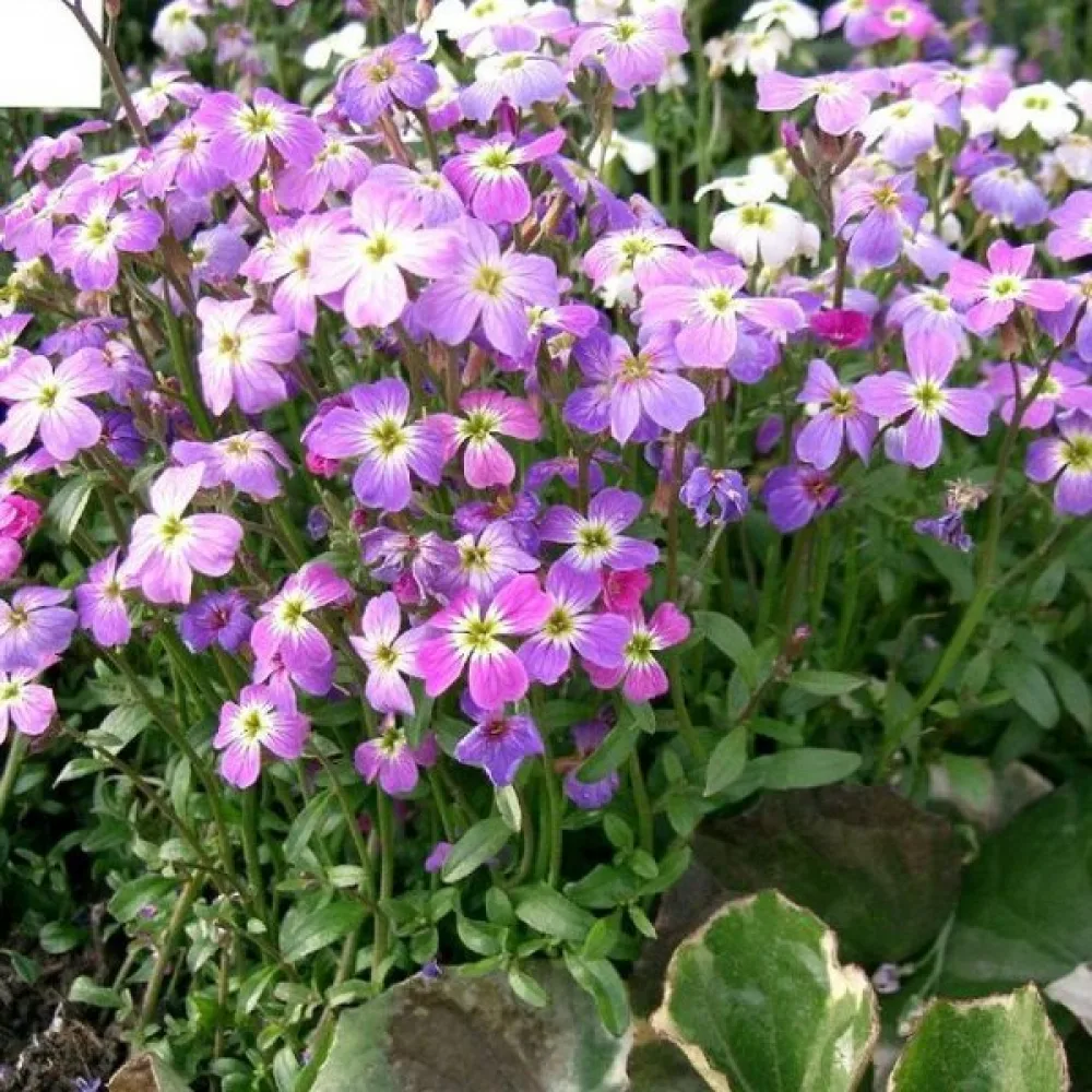 Strandlevkoja Malcolmia maritima, mix