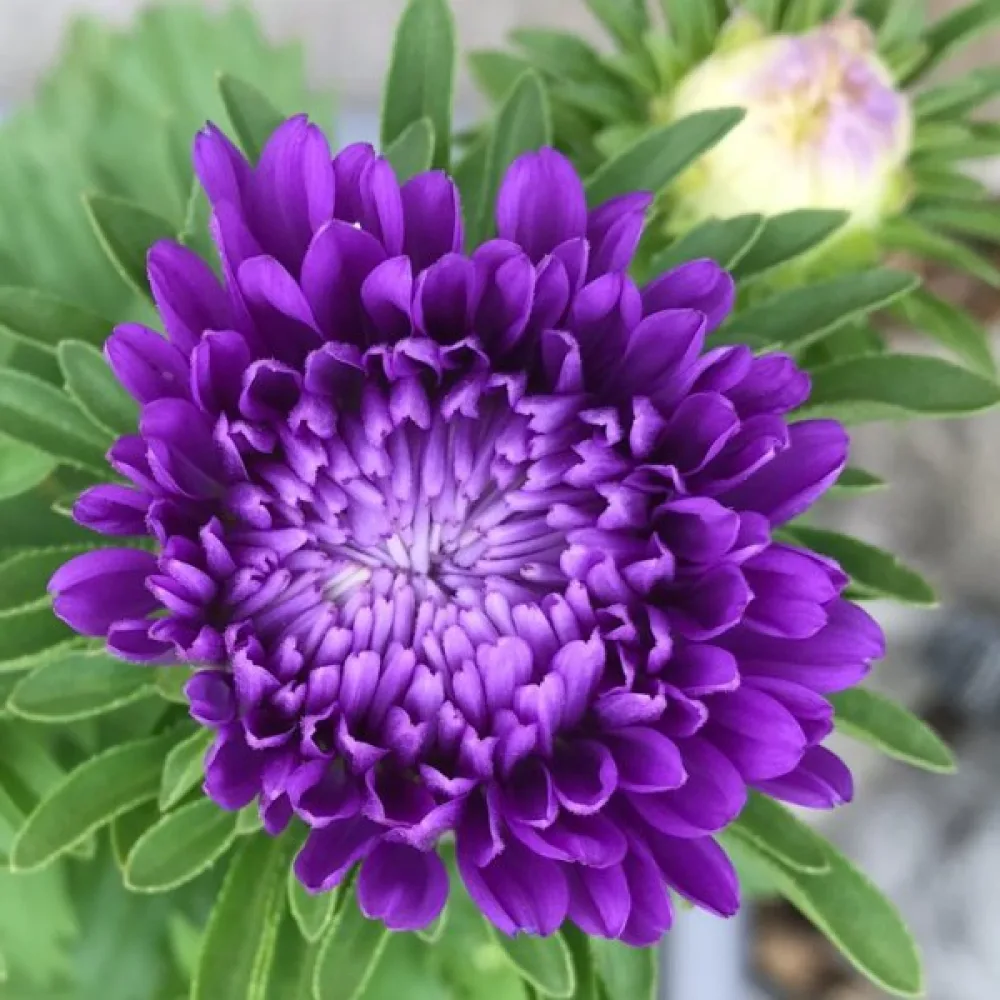 Sommaraster 'Milady' mörkblå