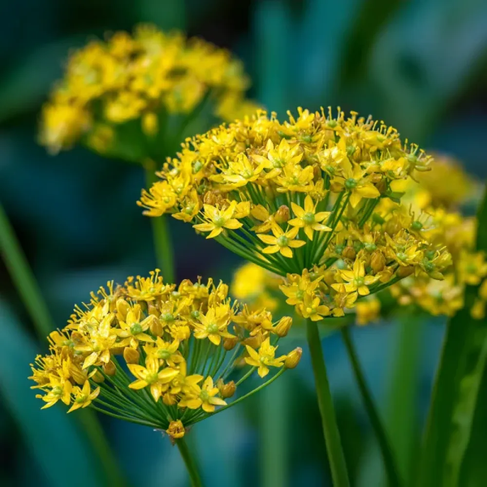 Prydnadslök 'Moly Luteum'