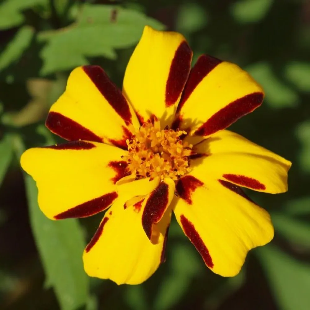 Fransk tagetes 'Athos'