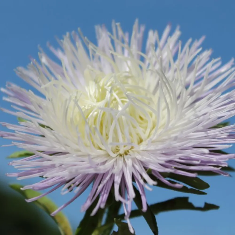 Sommaraster 'Giant Ray' – silverblå