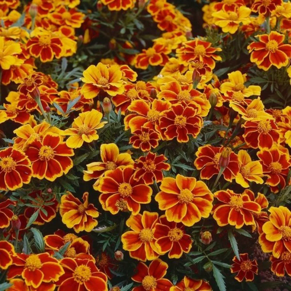 Fransk tagetes 'Red Marietta'