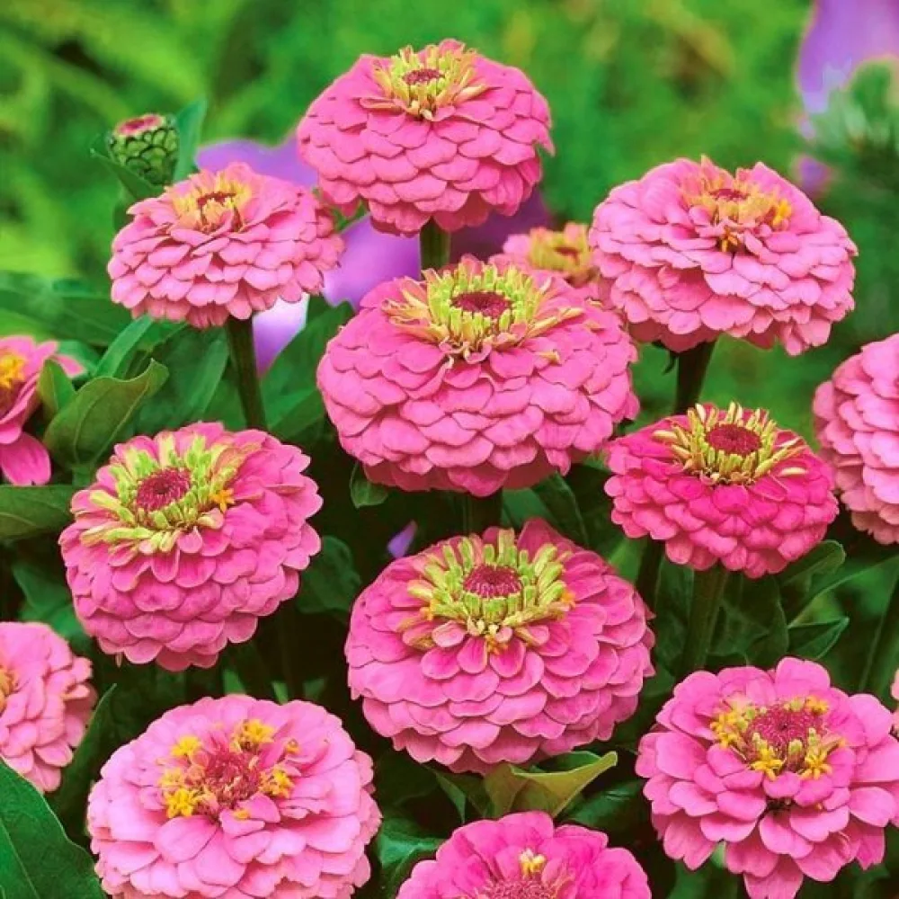 Zinnia 'Lilliput Rose Gem'