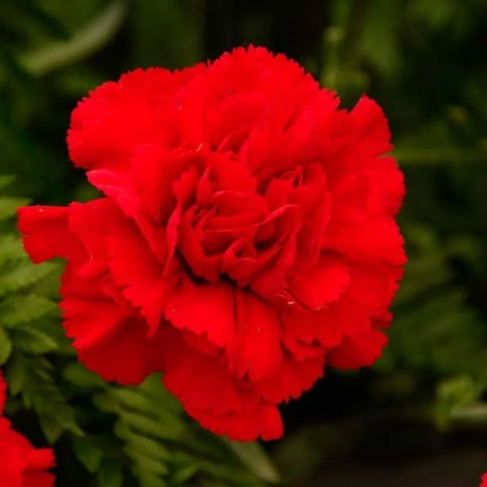 Nejlika Chabaud 'Nero'