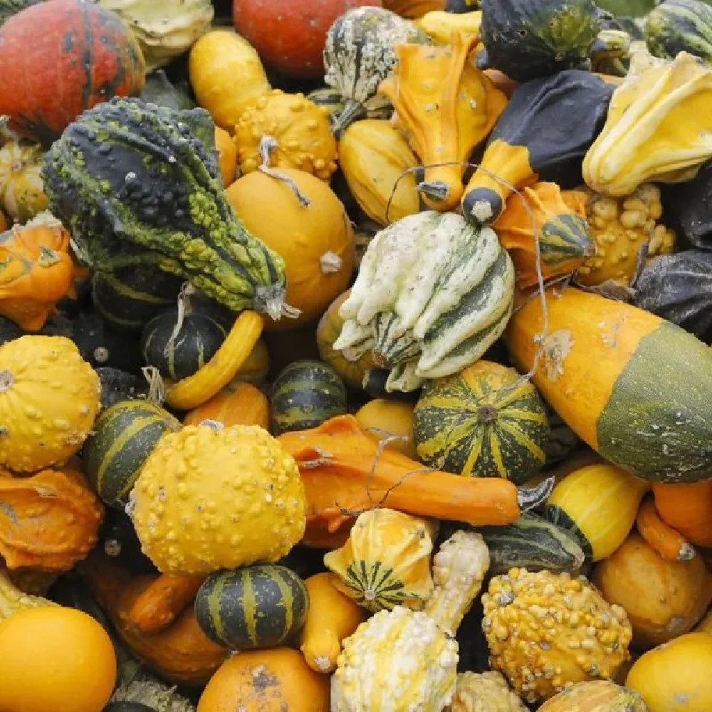 Pumpa 'Strie Melange' – blandning