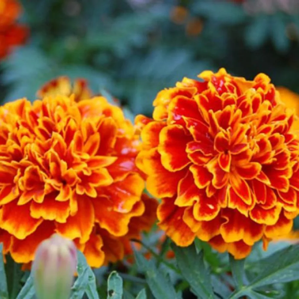 Fransk tagetes 'Goldköpfchen'