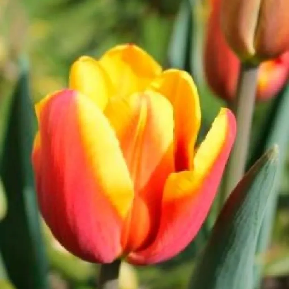 Tulpan 'Denmark'