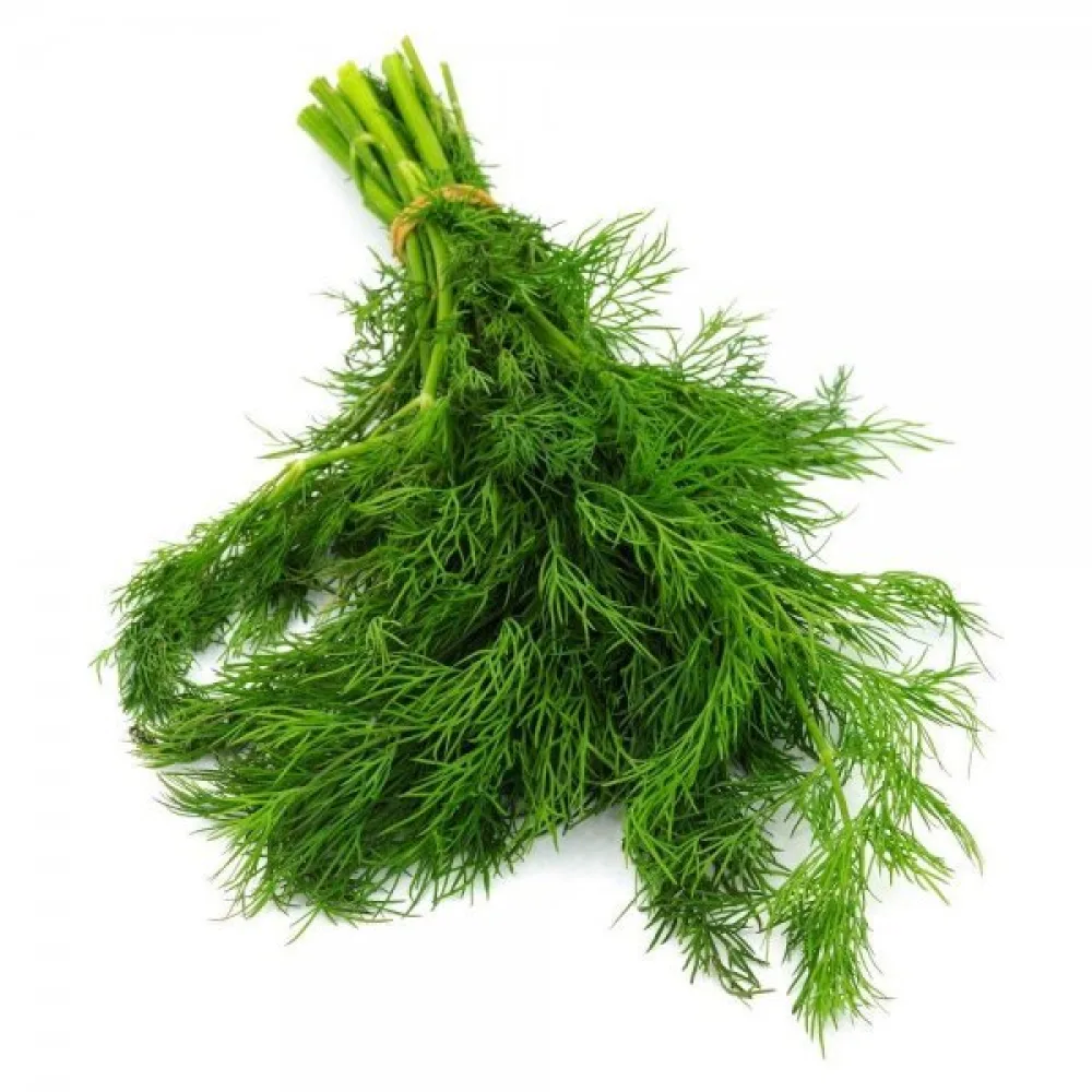 Dill 'Ambrozja'