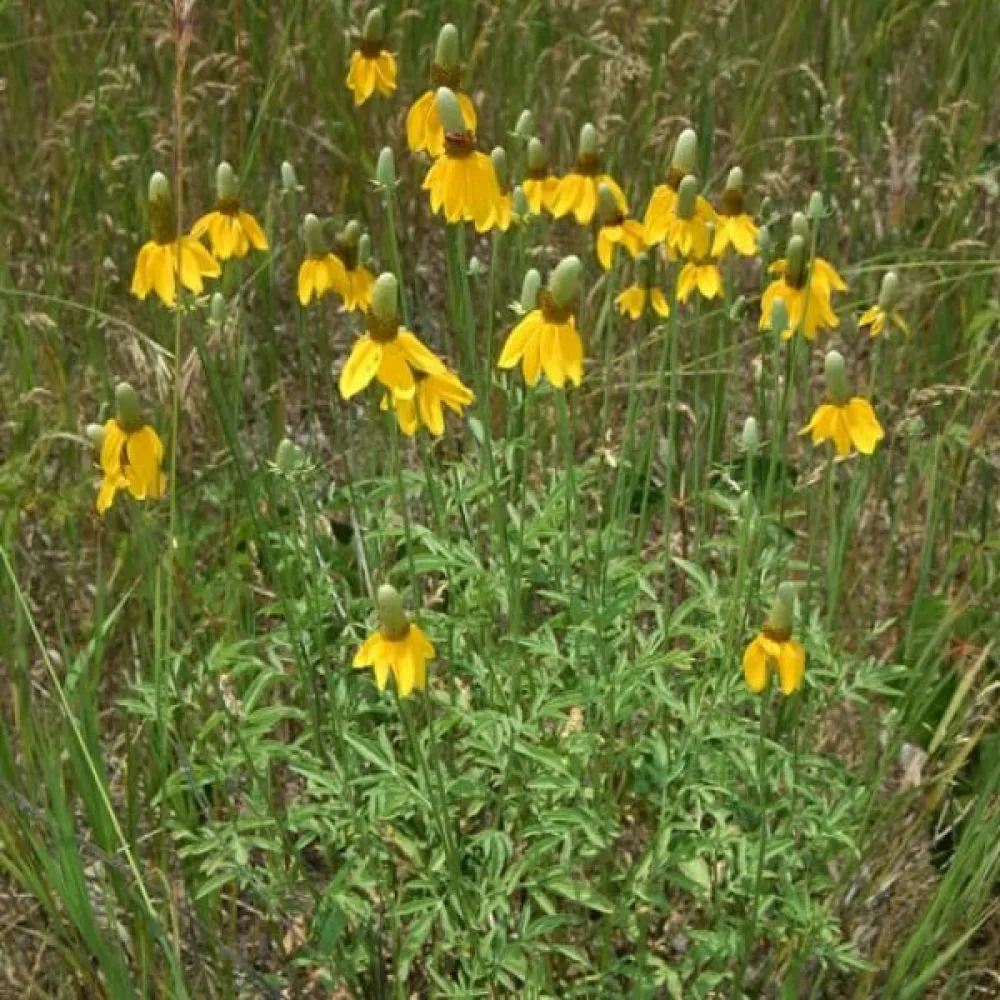 Mexikansk hatt Ratibida columnifera