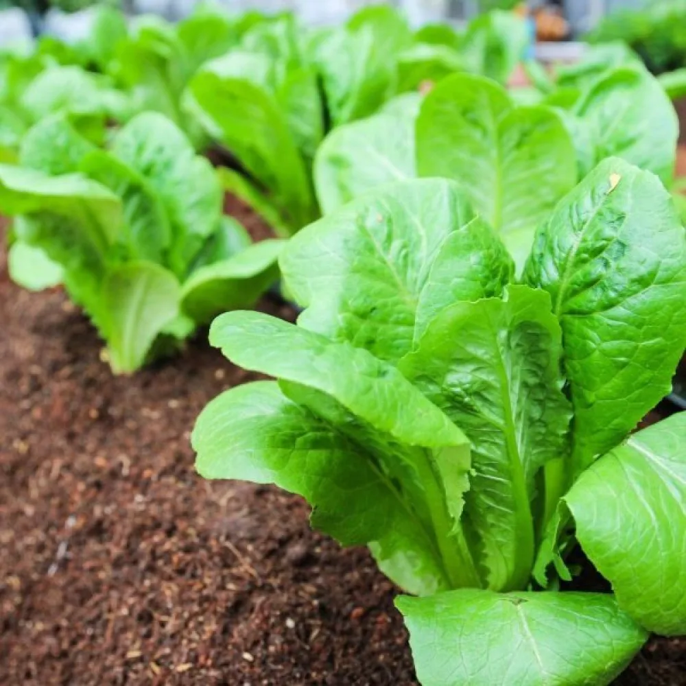 Romansallad 'Little Gem' (Sucrine)