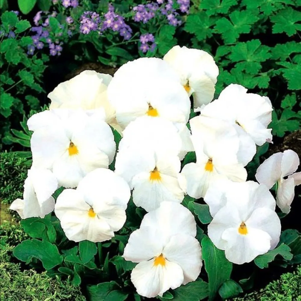 Pensé 'Firnenschnee'