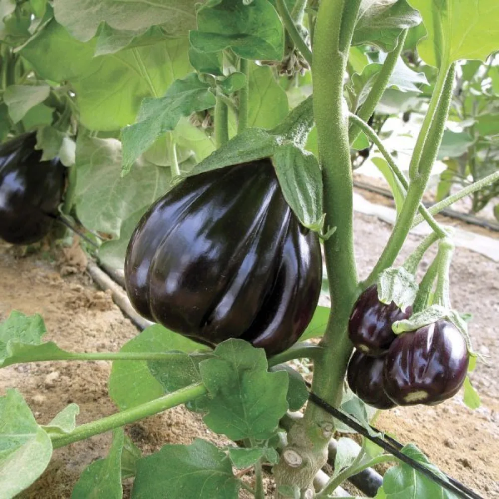 Aubergine 'Black Beauty'