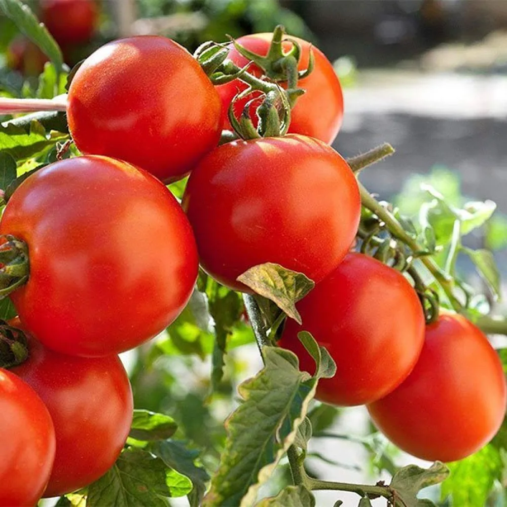 Körsbärstomat 'Red Cherry'