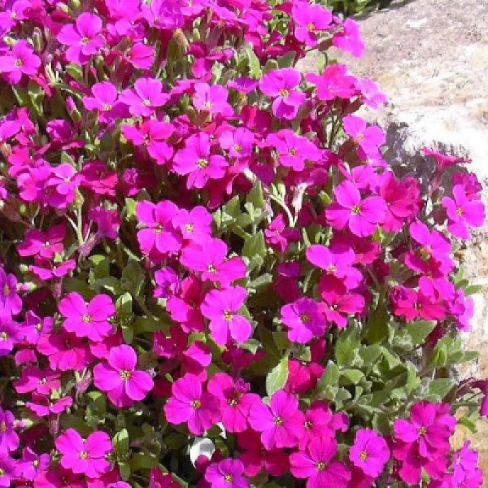 Aubrietia 'Royal Red'