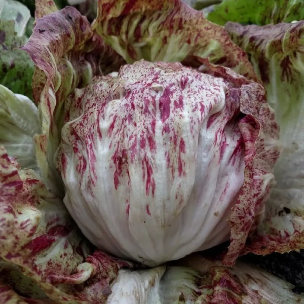 Cikoria 'Variegata di Chioggia'