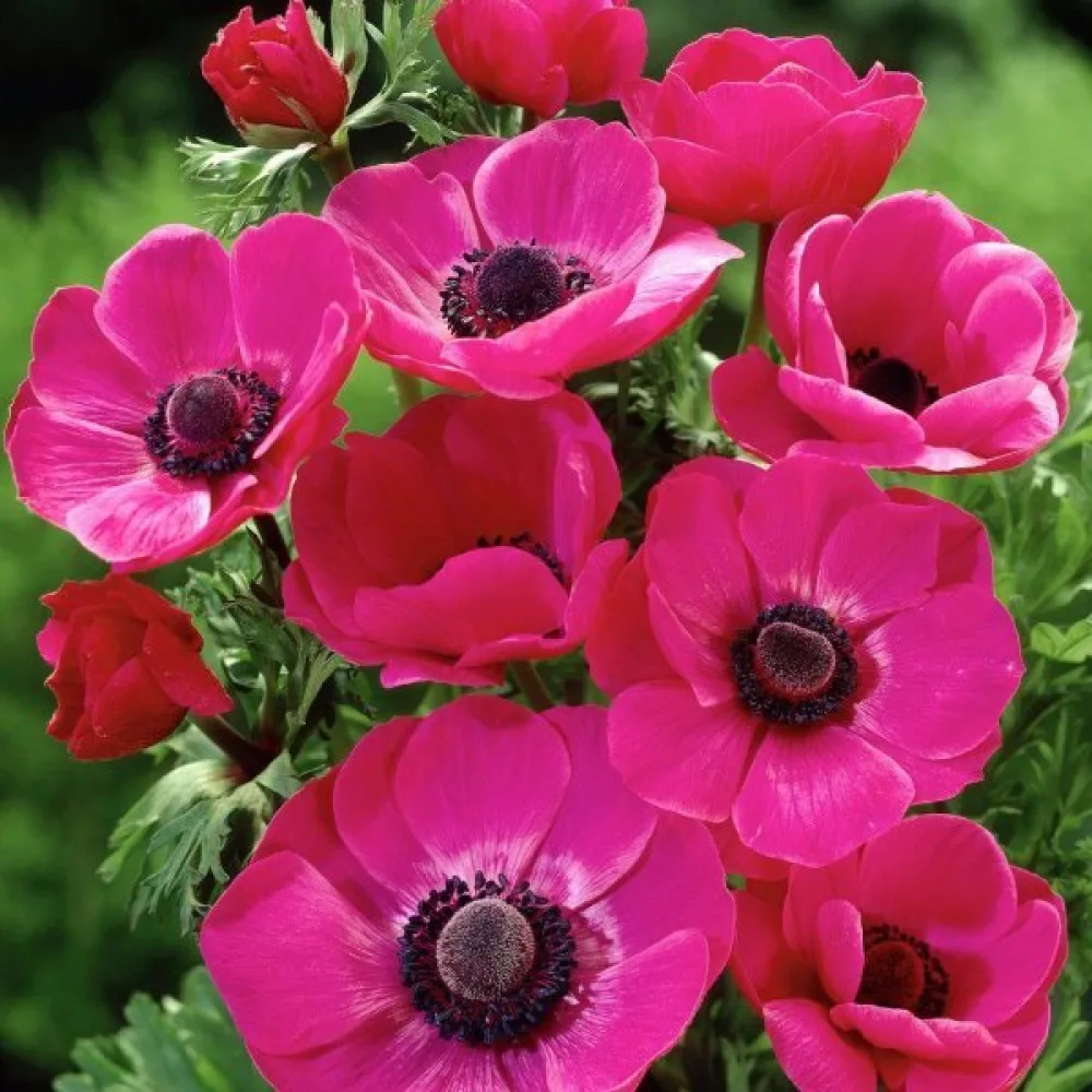 Anemon 'Sylphide de Caen Pink'