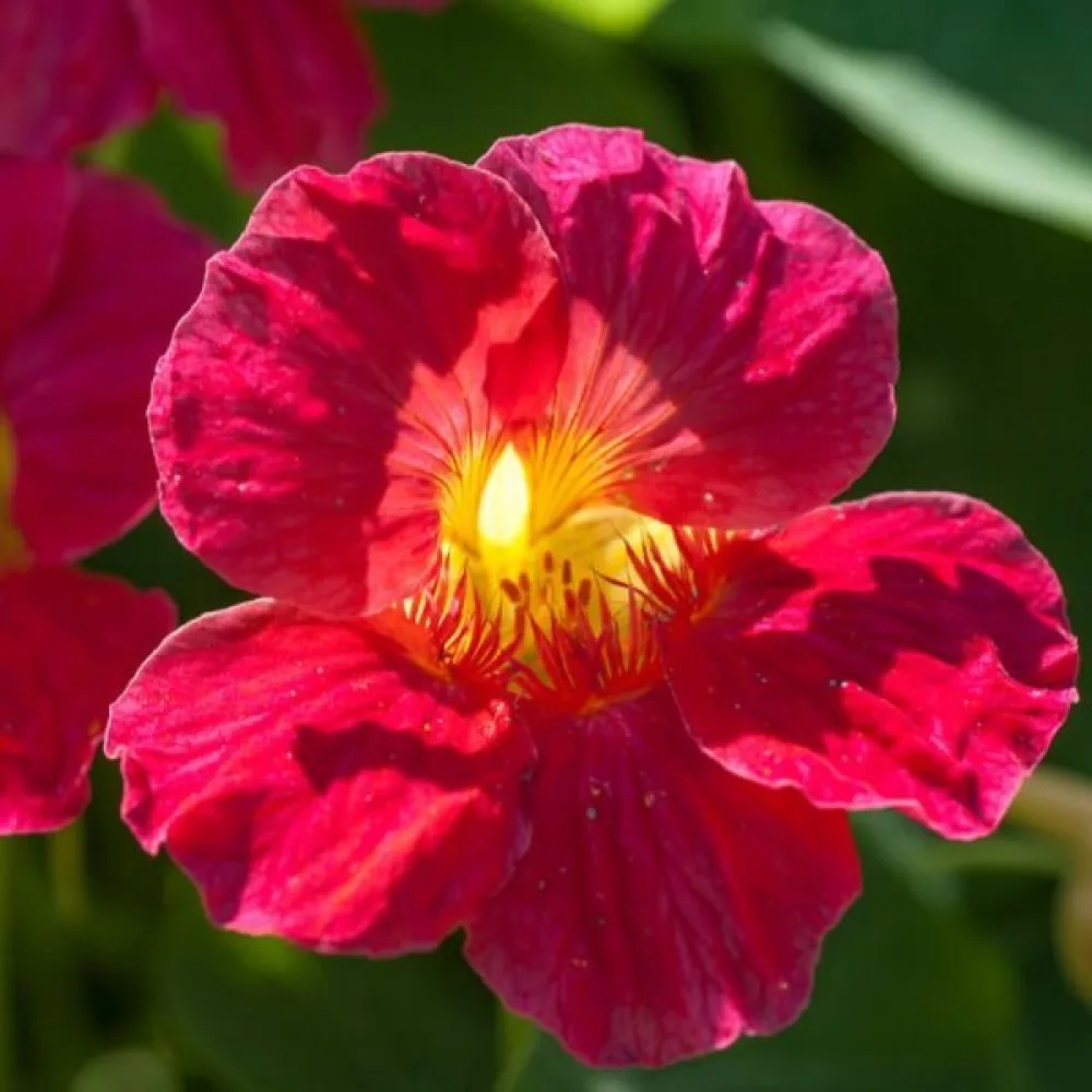 Krasse 'Cherry Rose'