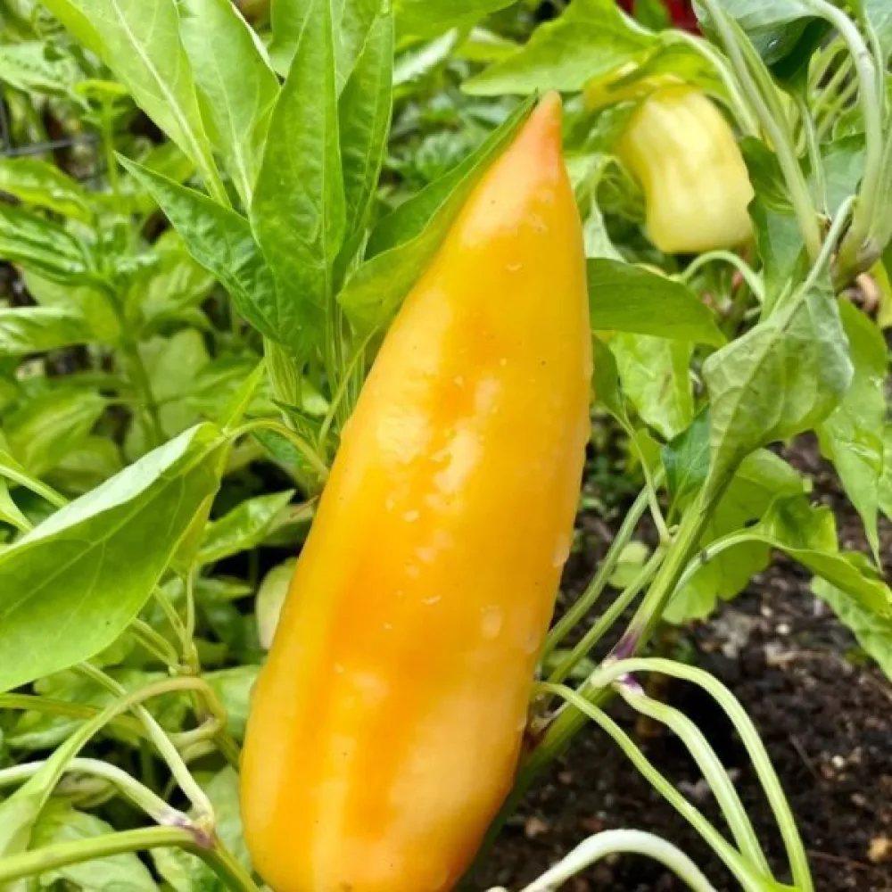 Paprika 'Feher'