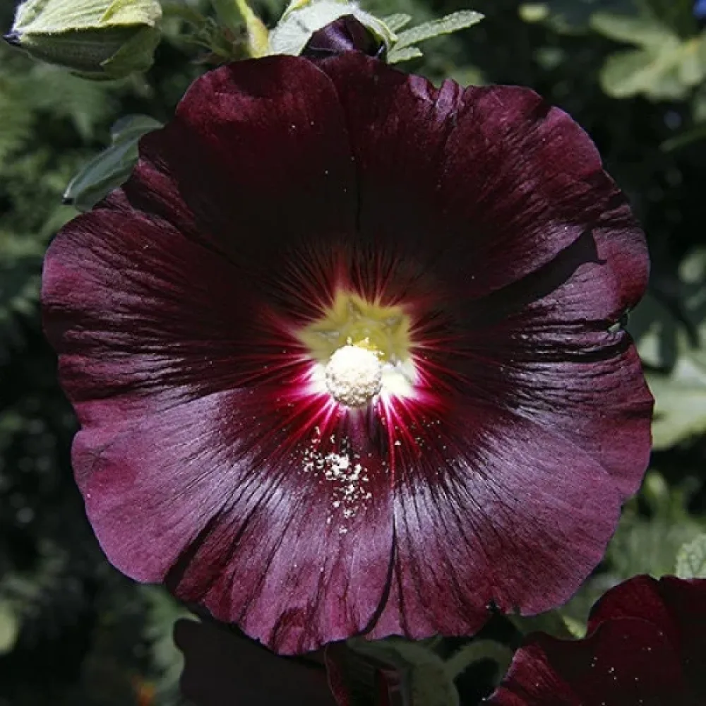 Stockros 'The Watchman'