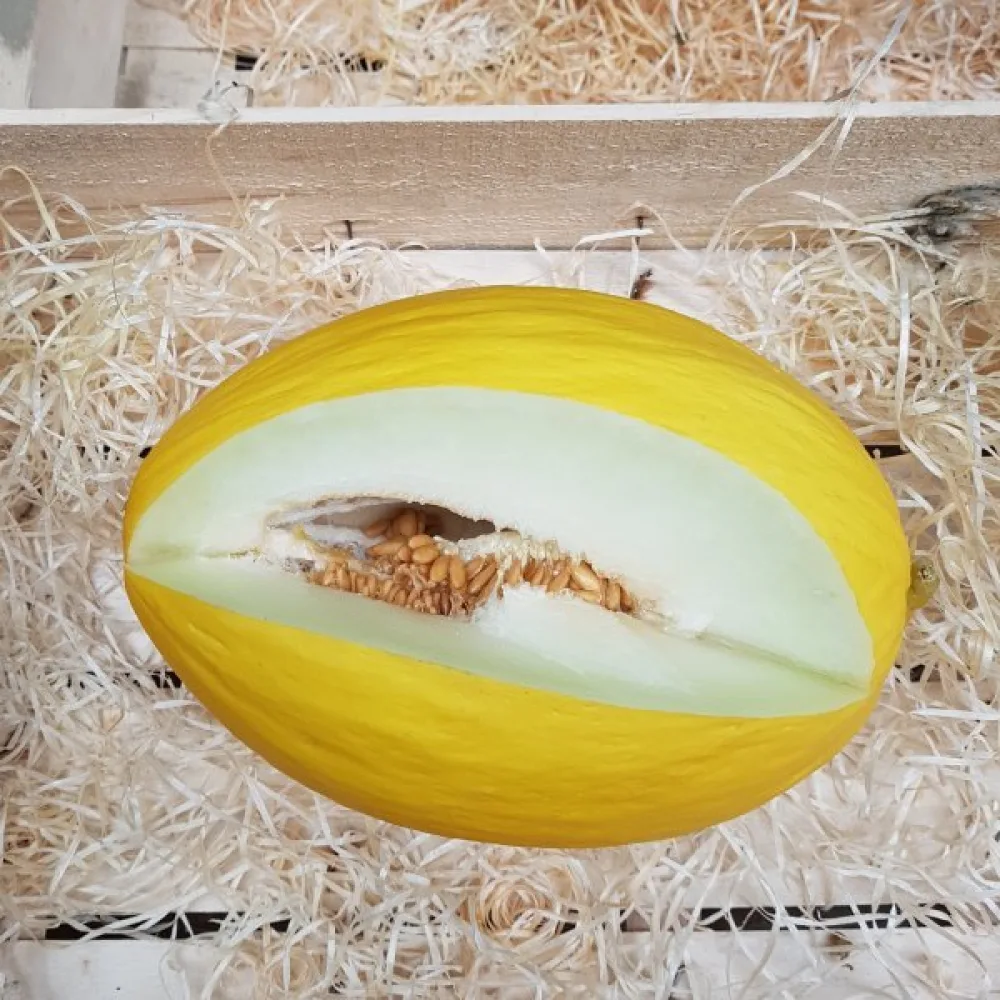 Melon 'Jaune Canari 3'