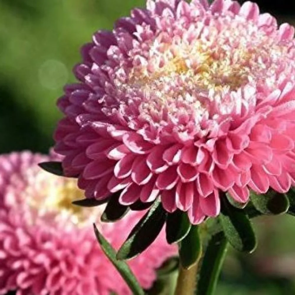 Sommaraster Pompon – ljusrosa