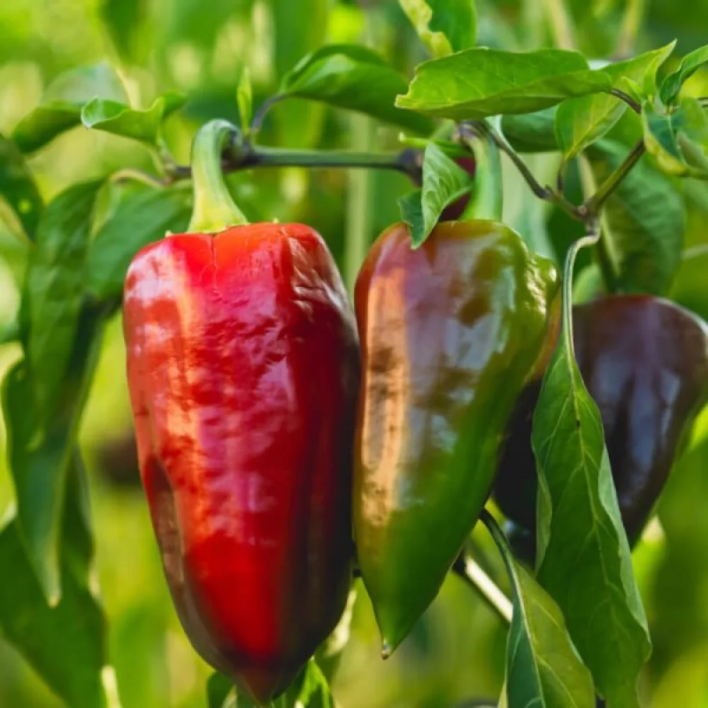 Paprika 'Dulce de España'