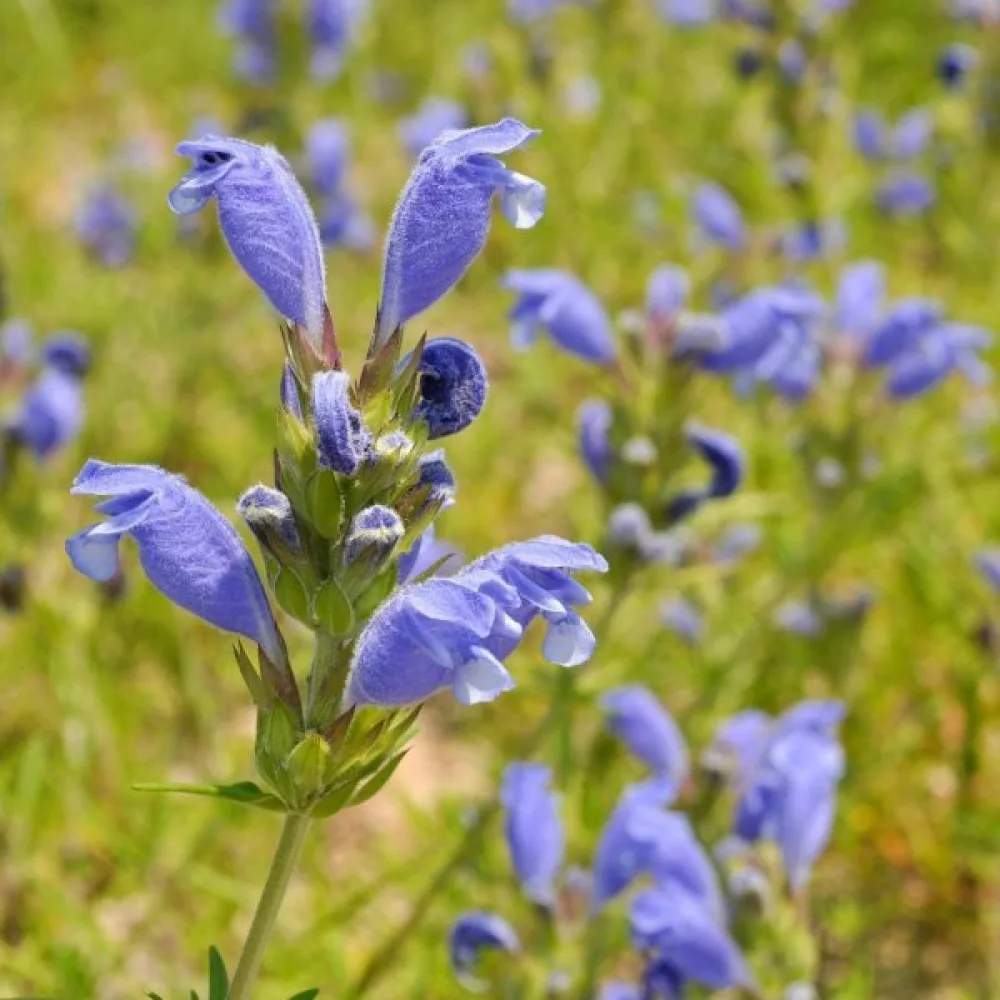 Drakblomma