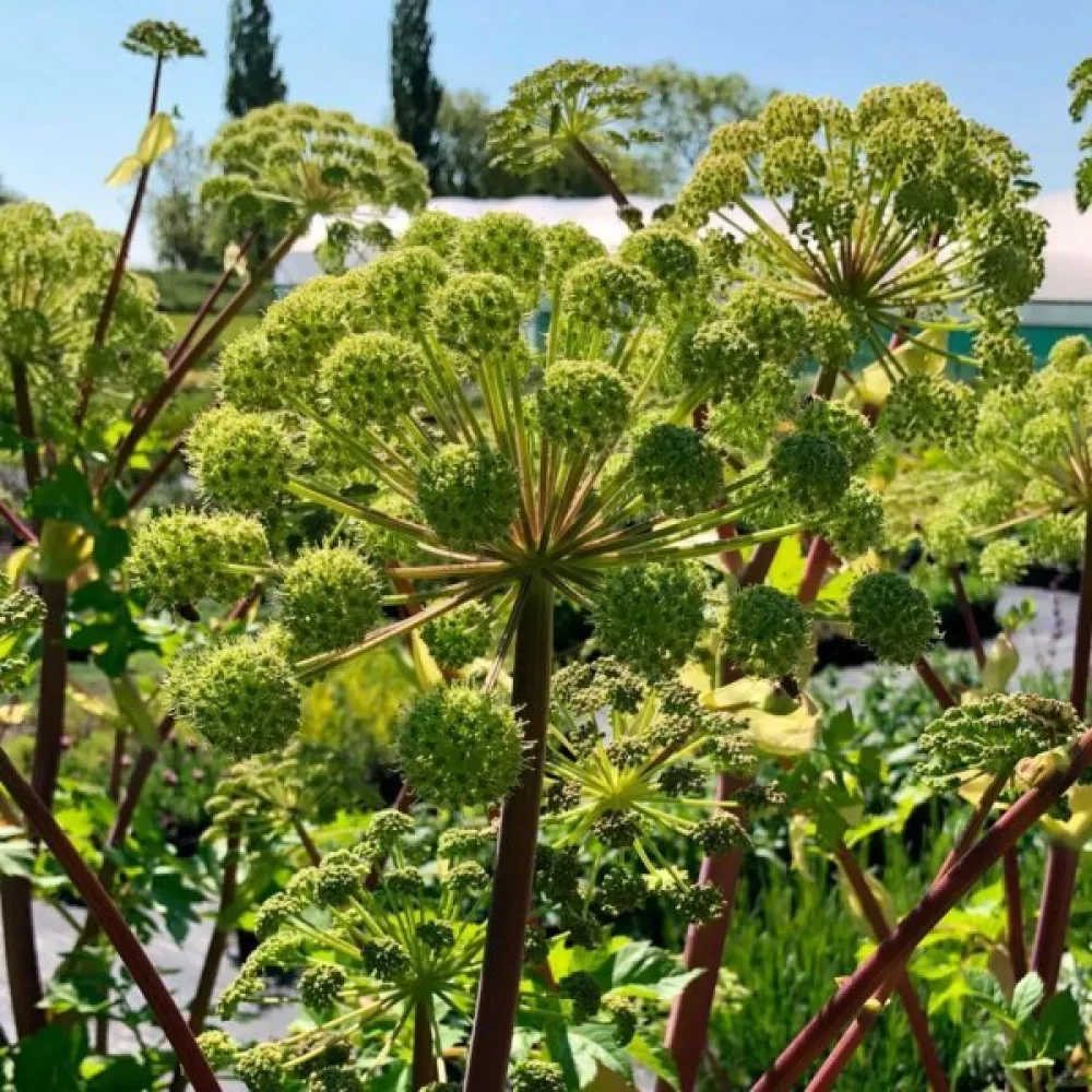Kvanne Angelica archangelica