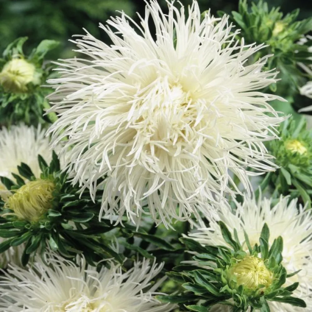 Strålaster 'Apollo'